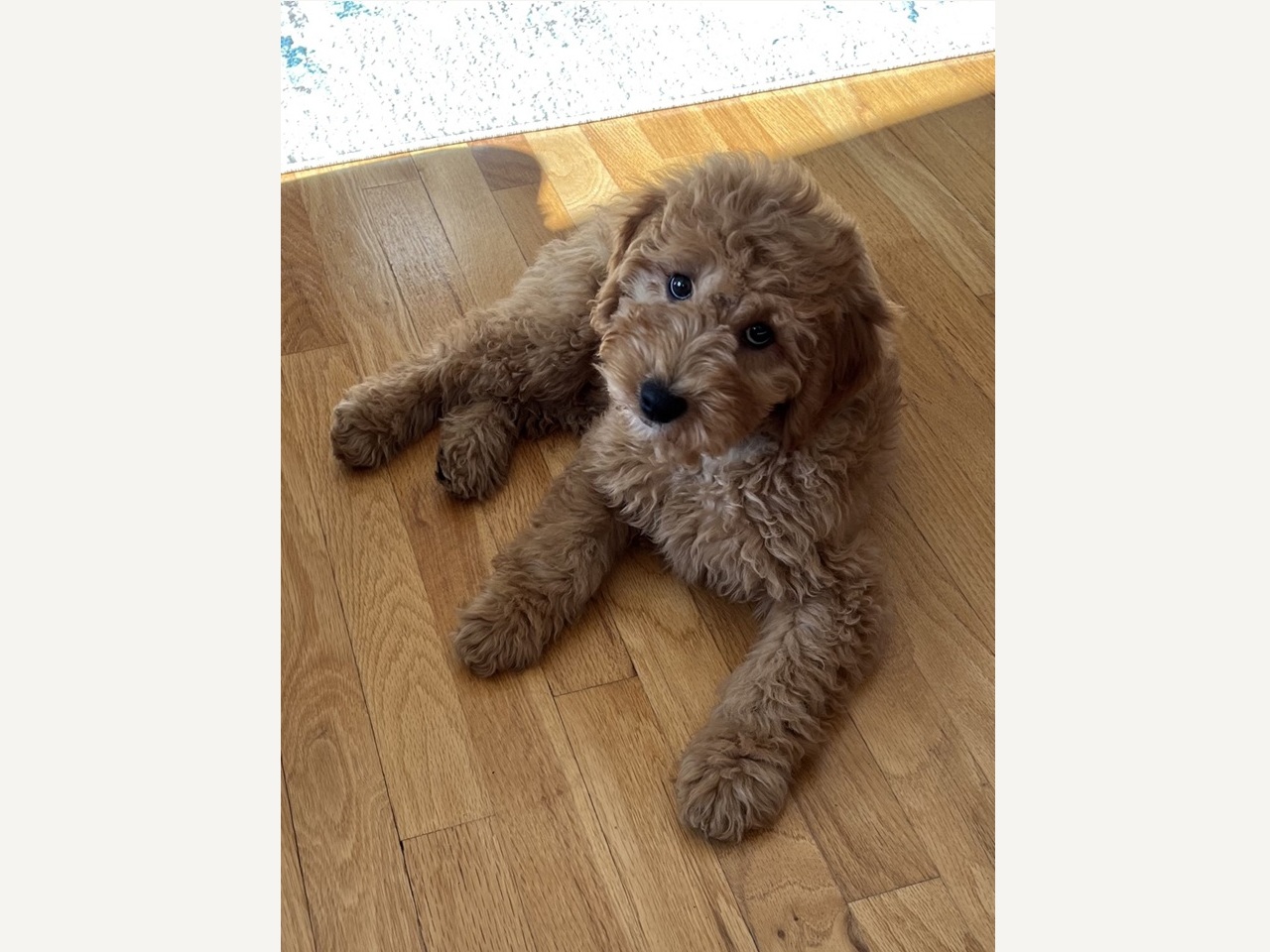 Power of Goldendoodle Puppy Love